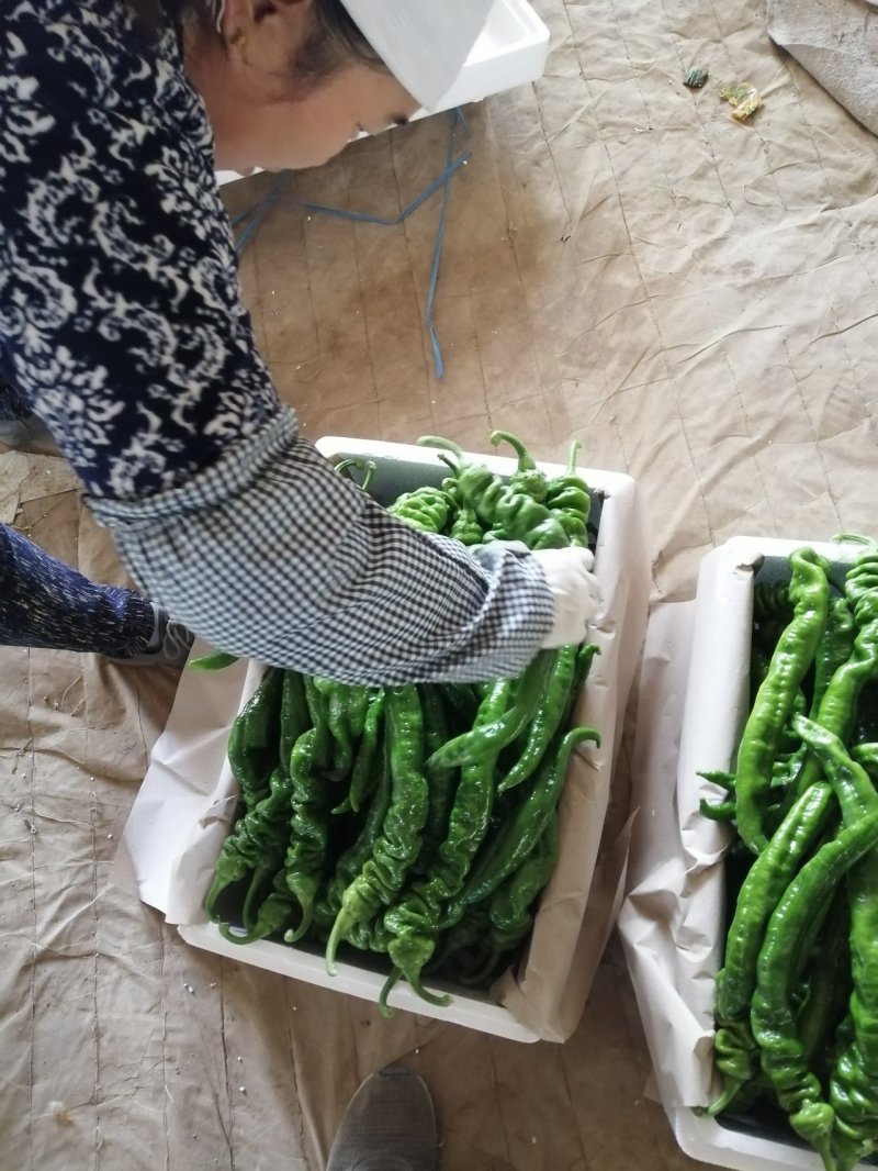 螺丝胶，青州鲜辣椒，龙椒，高温大棚好货，大量质优价廉