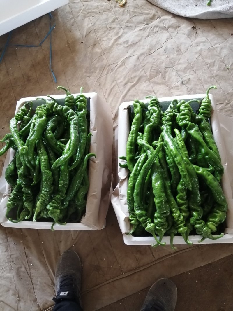 螺丝胶，青州鲜辣椒，龙椒，高温大棚好货，大量质优价廉