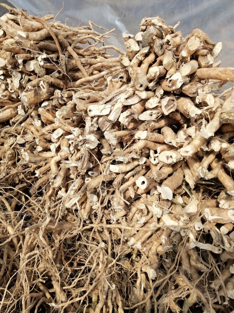 黄花倒水连（观音串）