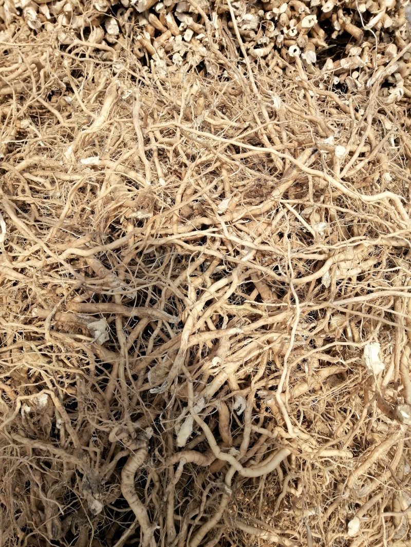 黄花倒水连（观音串）
