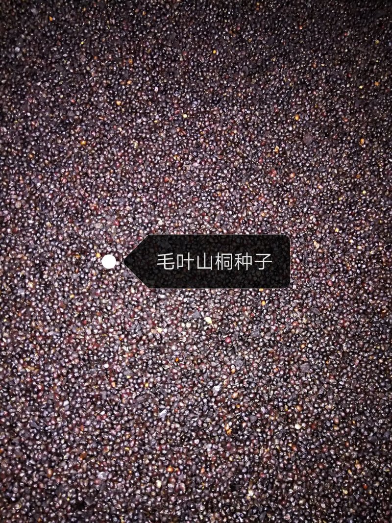 新山桐（水冬瓜，毛叶山桐）种子上市了，种子无渣子，无泥沙