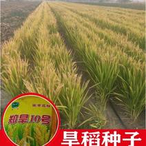 【热销】水稻旱稻种子郑旱10号产区直供现货包邮