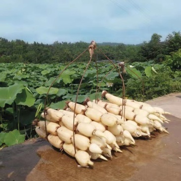 浅水藕种根莲藕种藕深水藕种高产食用莲藕种苗藕带苗藕苗
