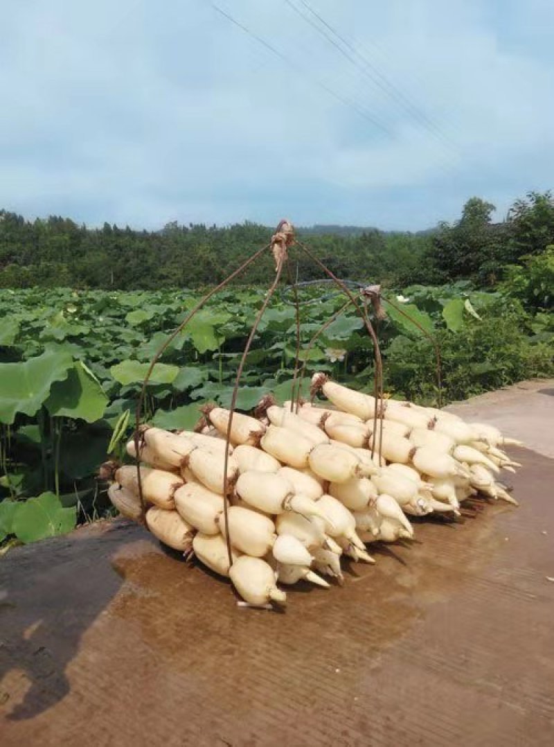 浅水藕种根莲藕种藕深水藕种高产食用莲藕种苗藕带苗藕苗