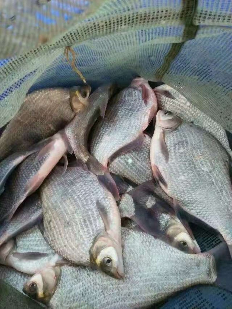 武昌鱼苗三角鲂，团头鲂，边鱼苗，大量现货出售