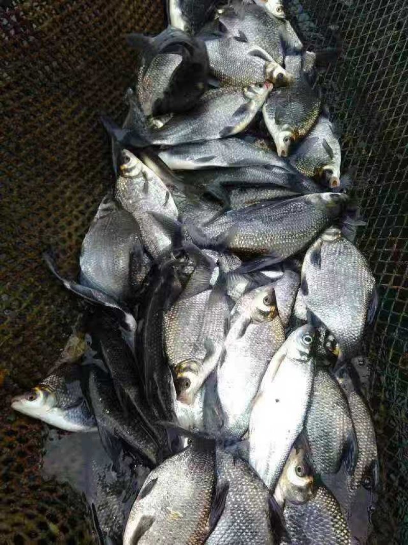 武昌鱼苗三角鲂，团头鲂，边鱼苗，大量现货出售