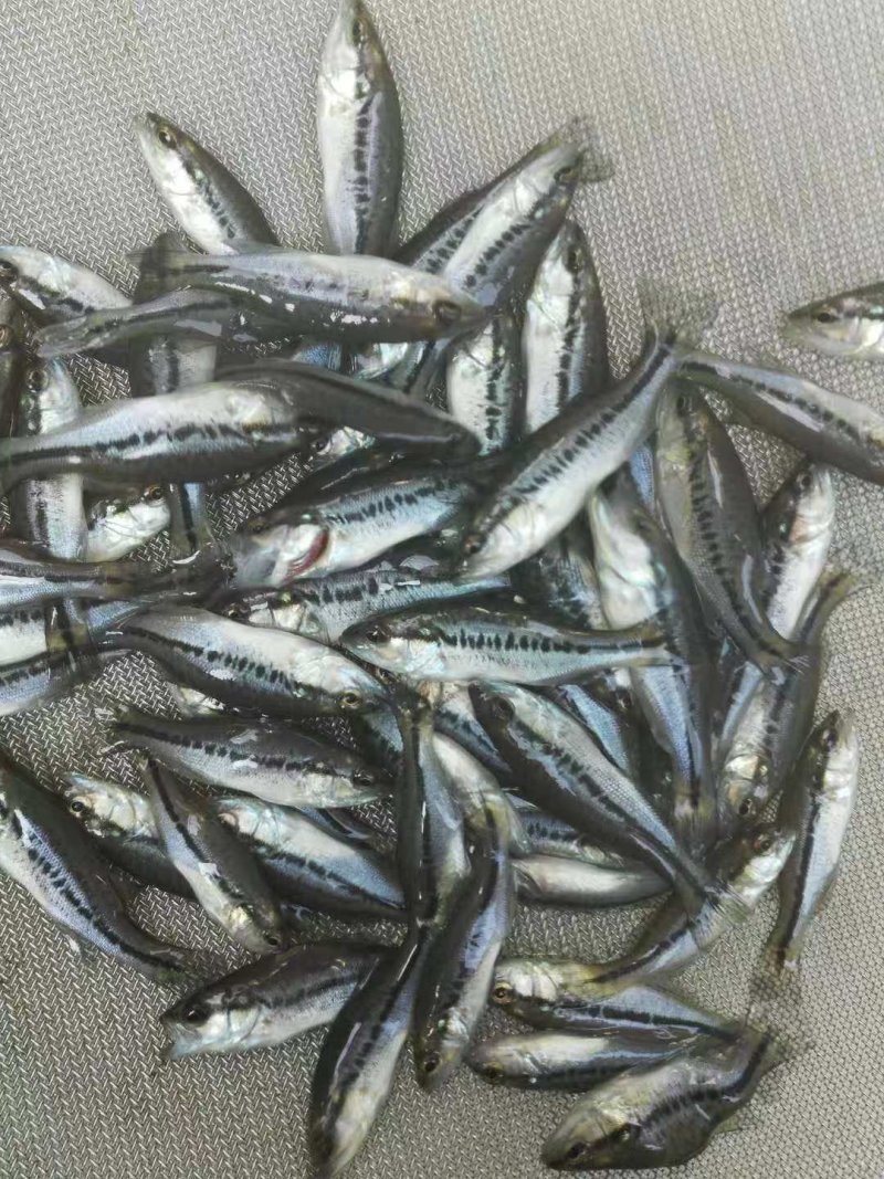 加州鲈鱼苗大口黑鲈，驯化食料优鲈苗，大量现货出售