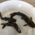黄颡鱼苗黄骨鱼苗，黄蜂鱼，黄辣丁，大量现货