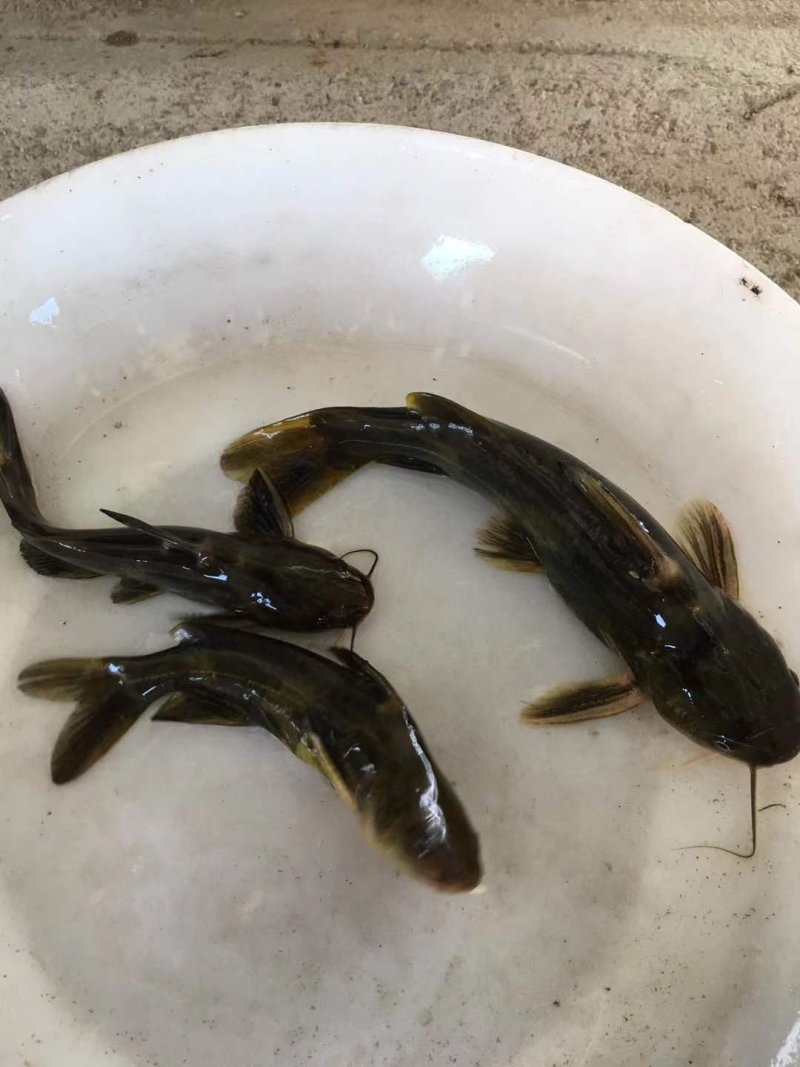 黄颡鱼苗黄骨鱼苗，黄蜂鱼，黄辣丁，大量现货