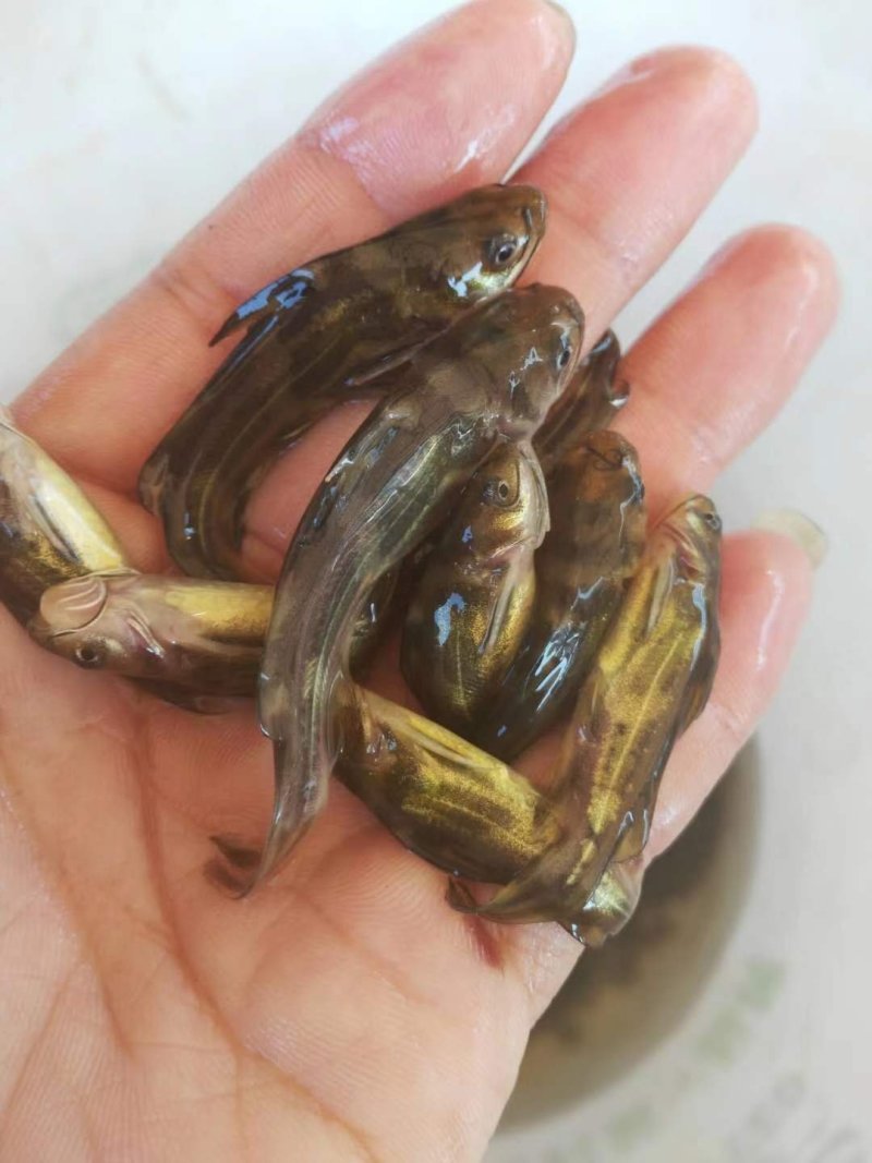 黄颡鱼苗黄骨鱼苗，黄蜂鱼，黄辣丁，大量现货