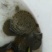 甲鱼苗中华鳖、黄沙鳖水鱼苗，优质品种，值得信赖