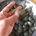 甲鱼苗中华鳖、黄沙鳖水鱼苗，优质品种，值得信赖