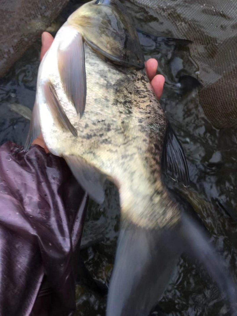 鳙鱼苗缩骨大头鱼苗，缩骨花鲢，品质漂亮