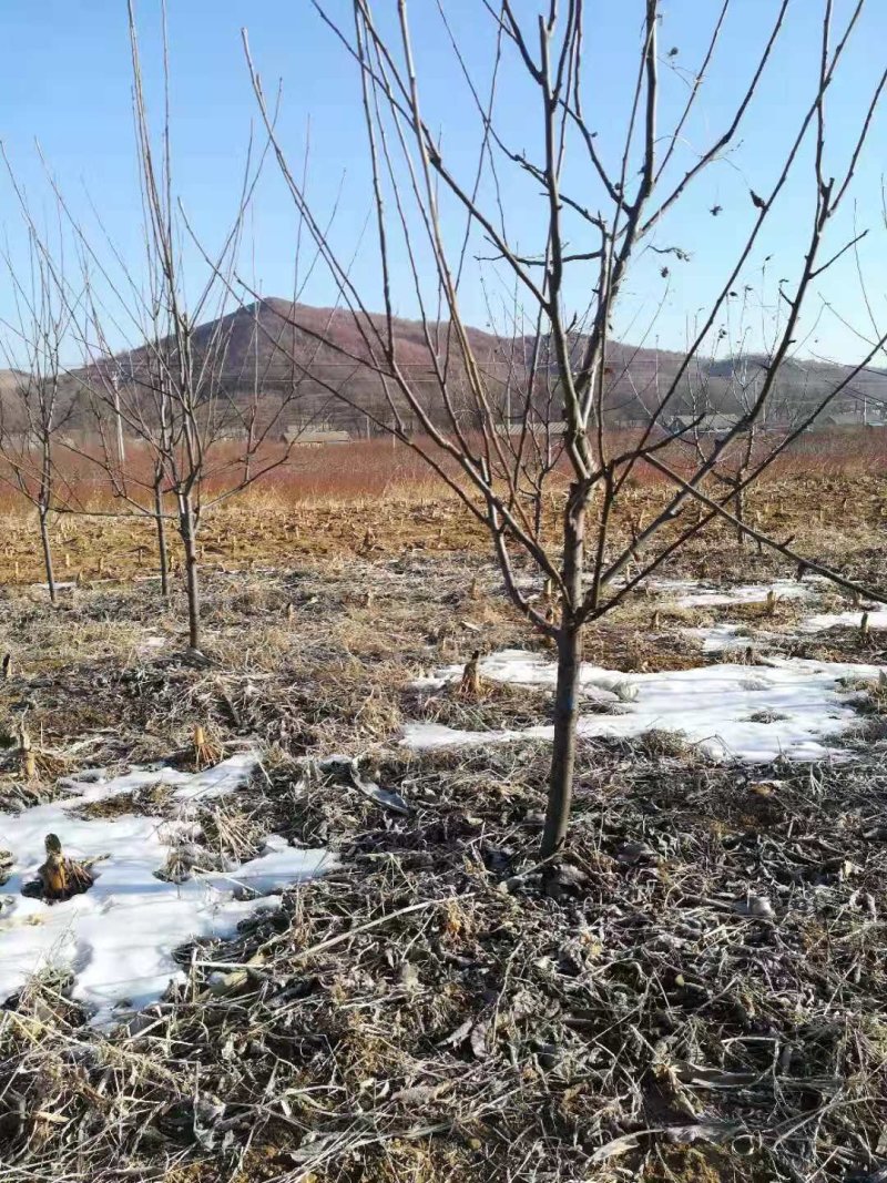 苹果梨小树，辽宁苹果梨树，辽宁苹果梨小树