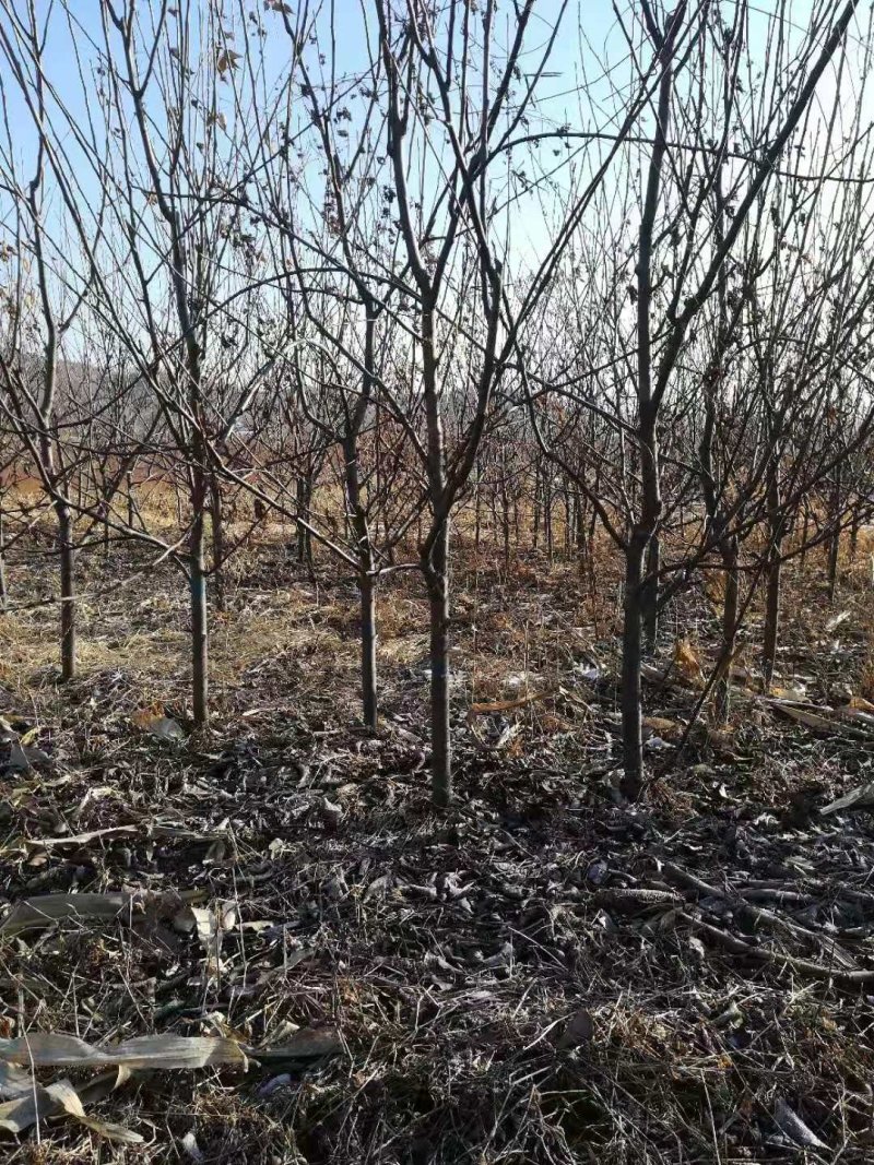 苹果梨小树，辽宁苹果梨树，辽宁苹果梨小树