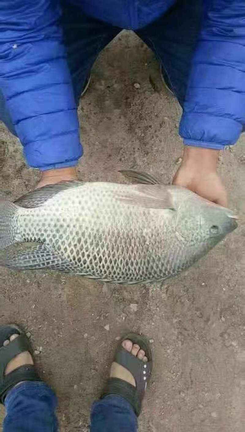 罗非鱼苗单性罗非鱼，新吉富罗非鱼苗，生长快，抗病力好