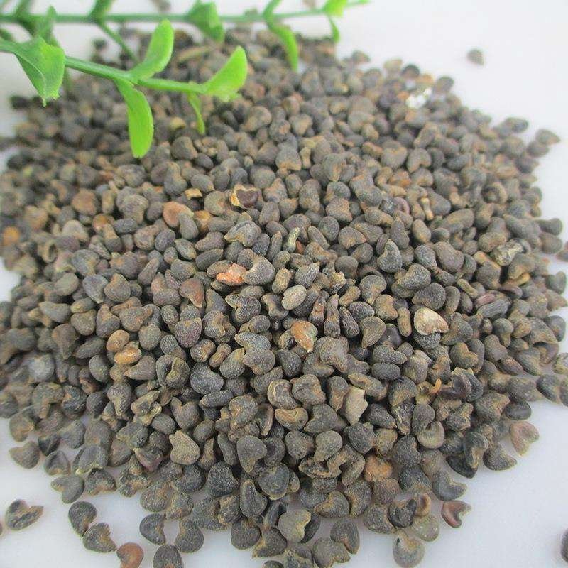 常年批发代购山东天葵子量大从优