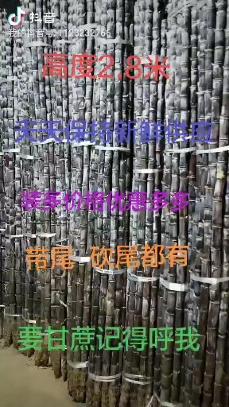 黑皮甘蔗2~2.5米6斤以上大条蔗供应中
