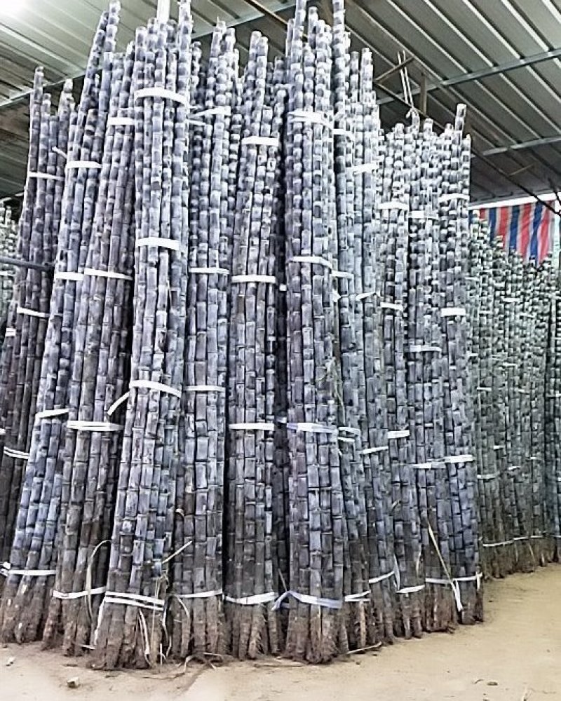 黑皮甘蔗2~2.5米6斤以上大条蔗供应中