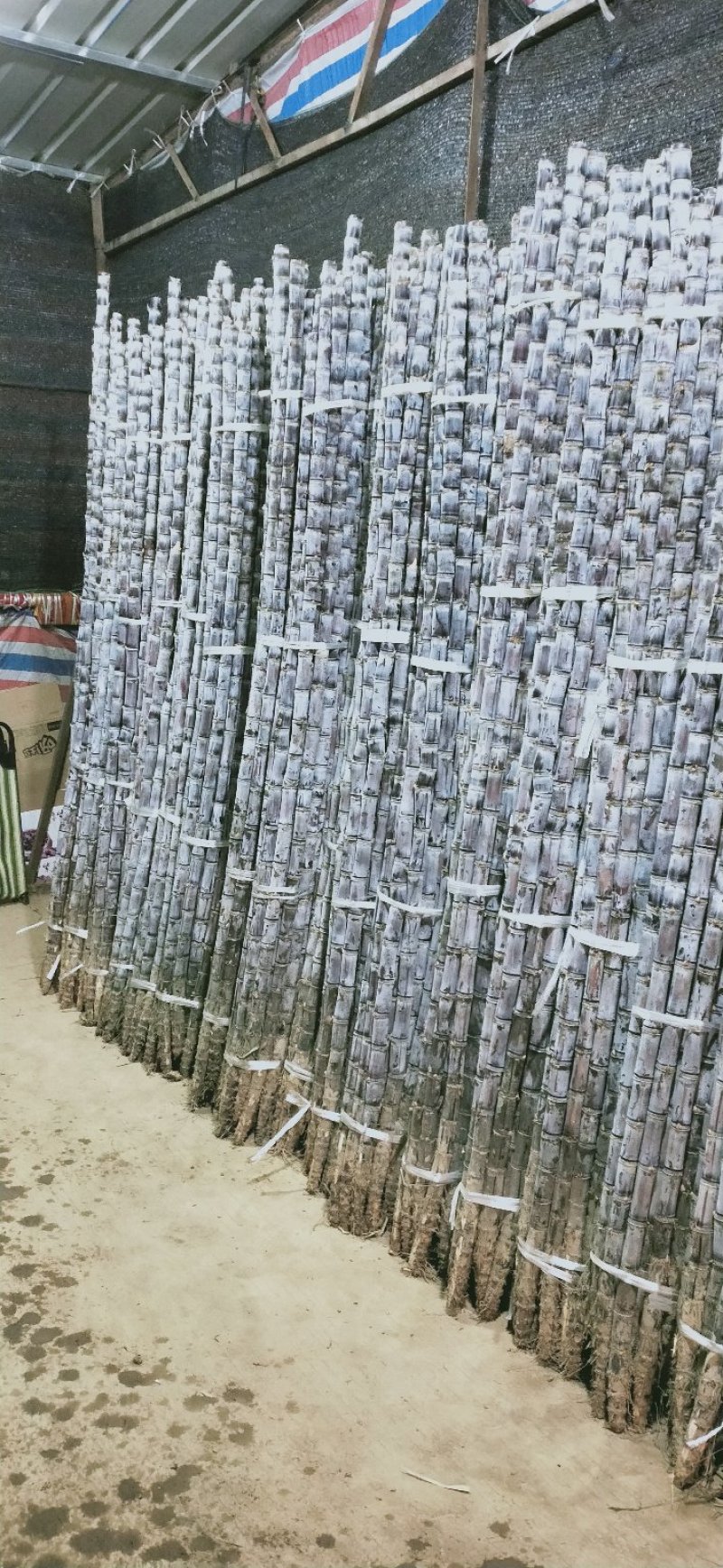黑皮甘蔗2~2.5米6斤以上大条蔗供应中