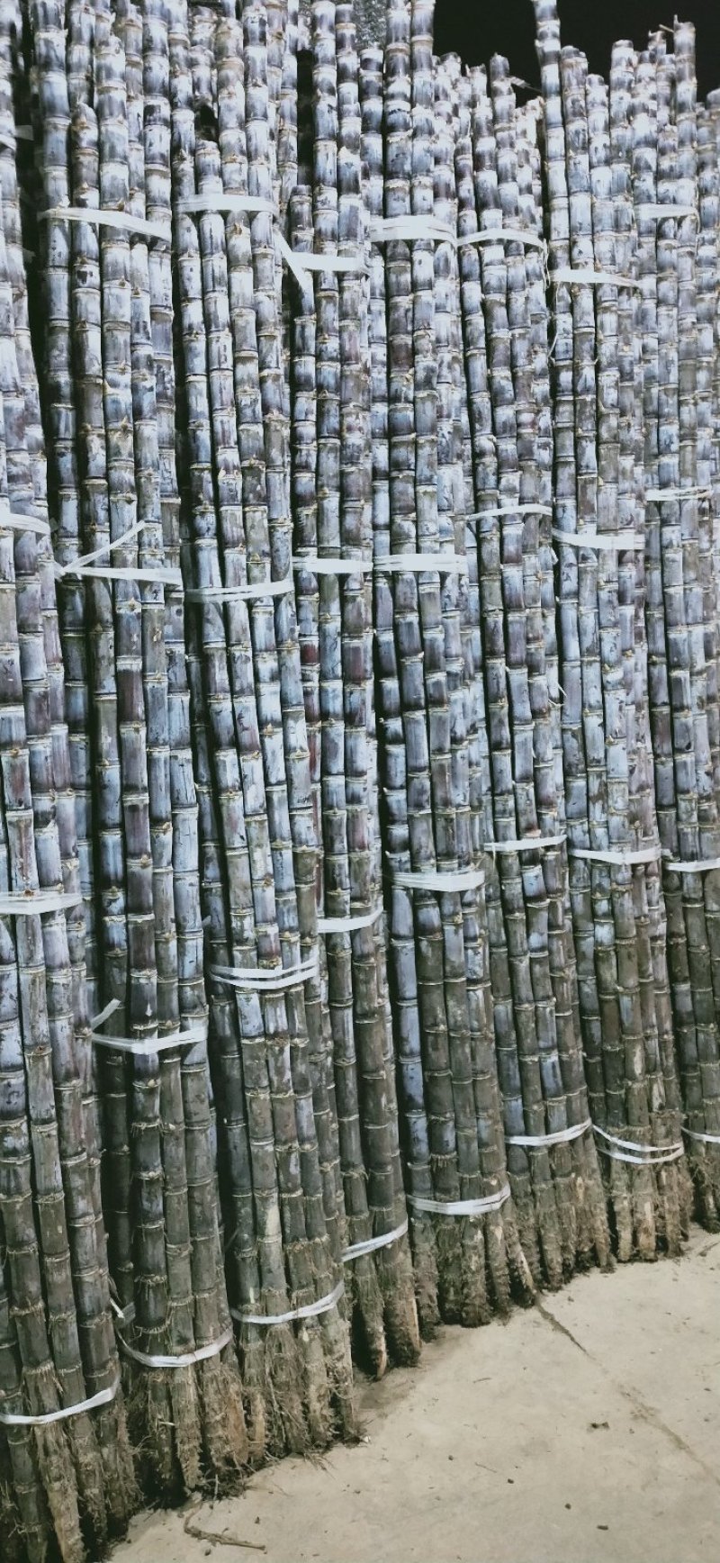黑皮甘蔗2~2.5米6斤以上大条蔗供应中