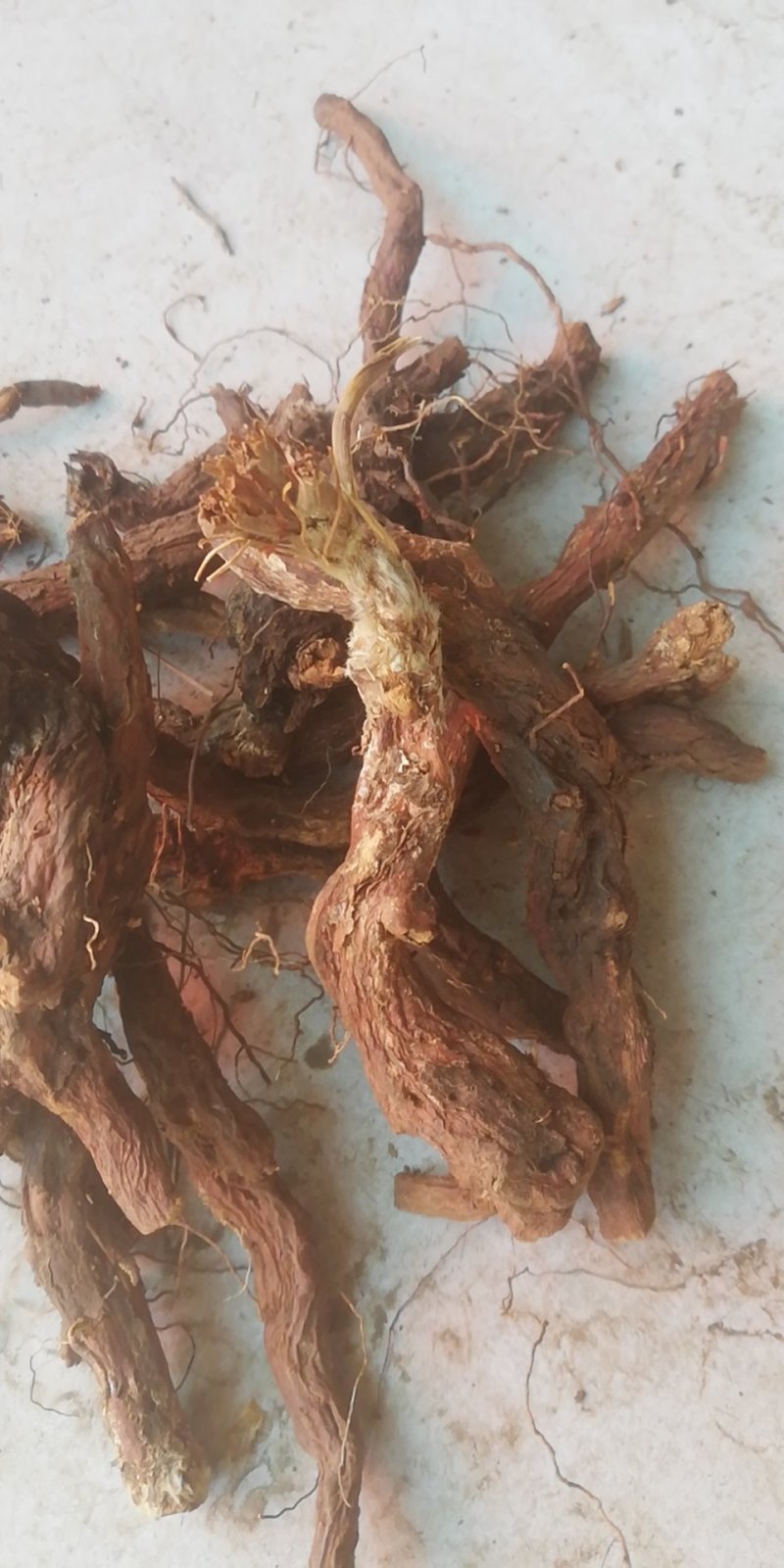 翻肚白