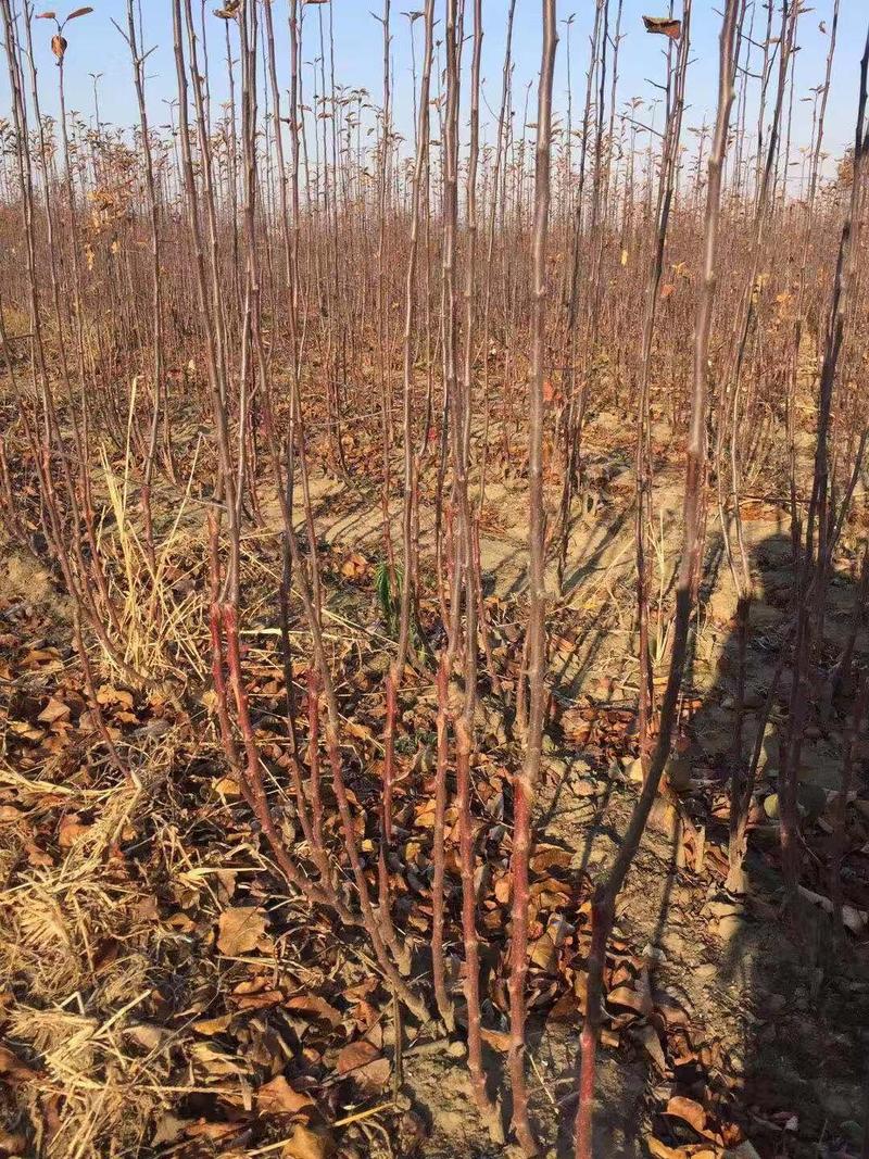 矮化鸡心果苗，可做观赏性盆景，基地直发，口感脆甜