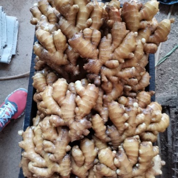 精品生姜小黄姜，保质保量货源充足量大从优