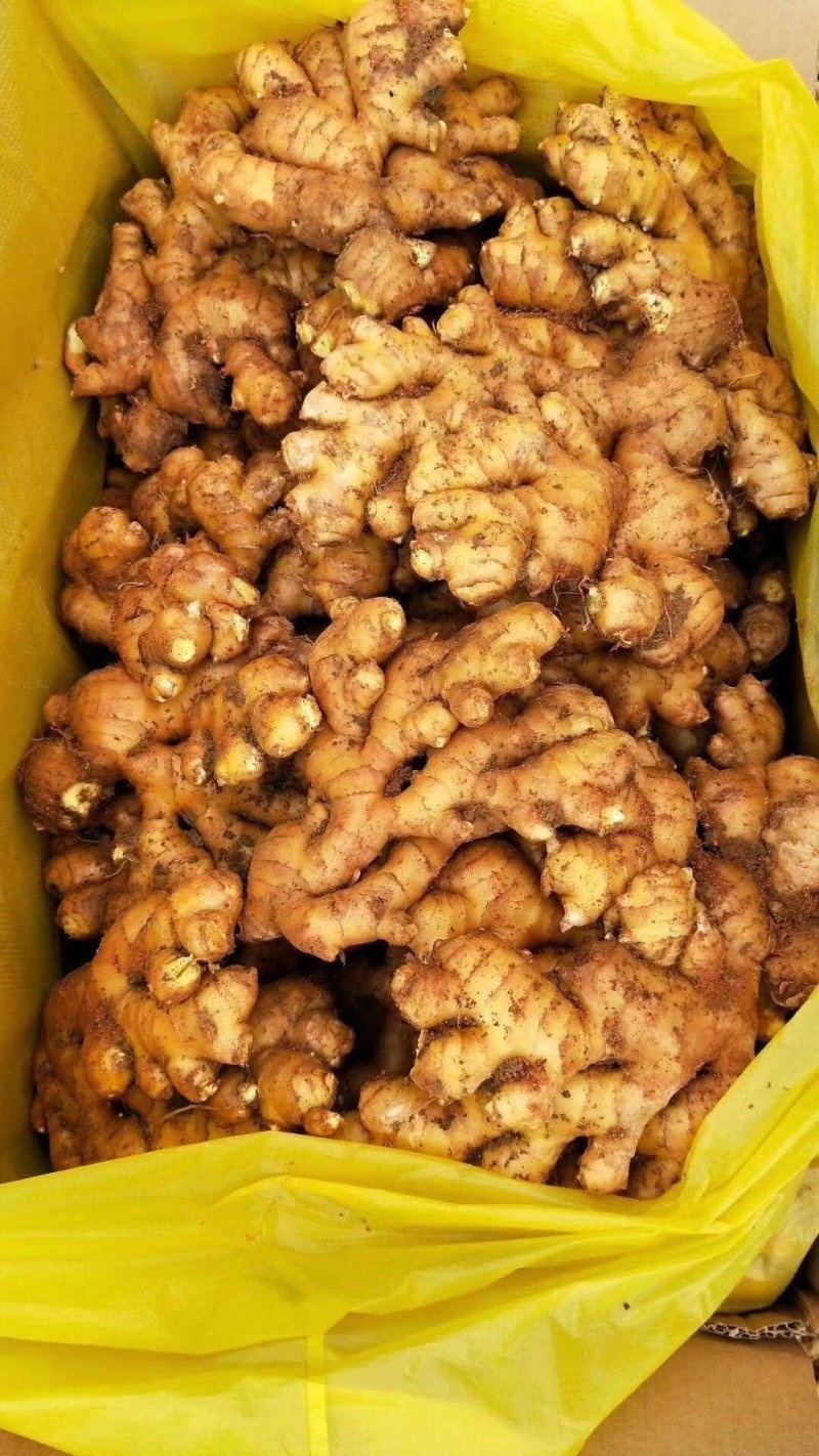 精品生姜小黄姜，保质保量货源充足量大从优