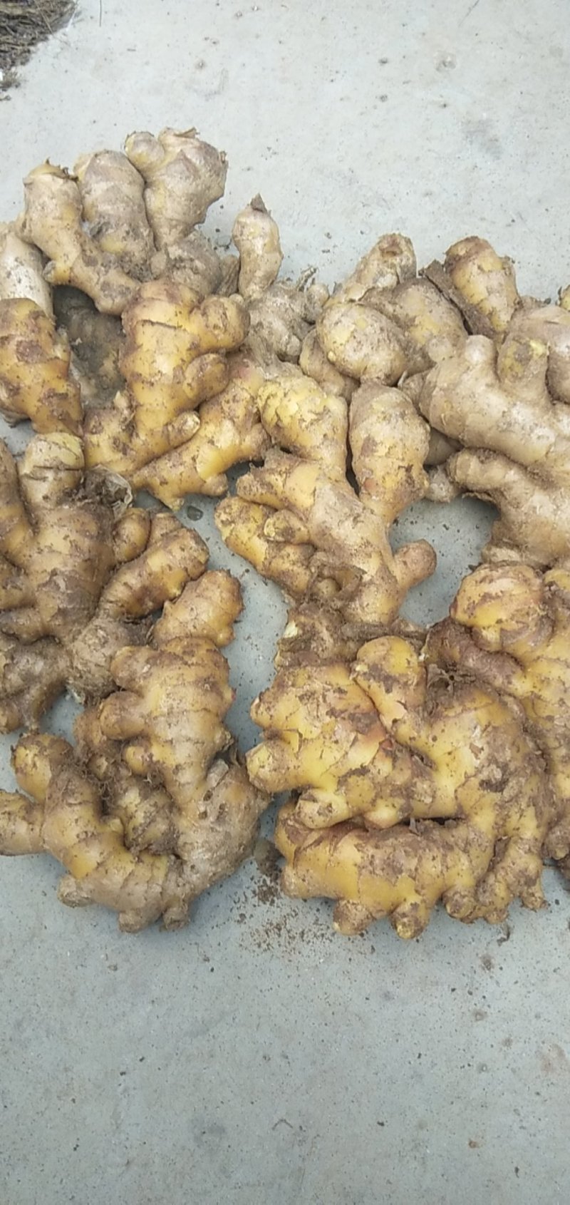 精品生姜小黄姜，保质保量货源充足量大从优