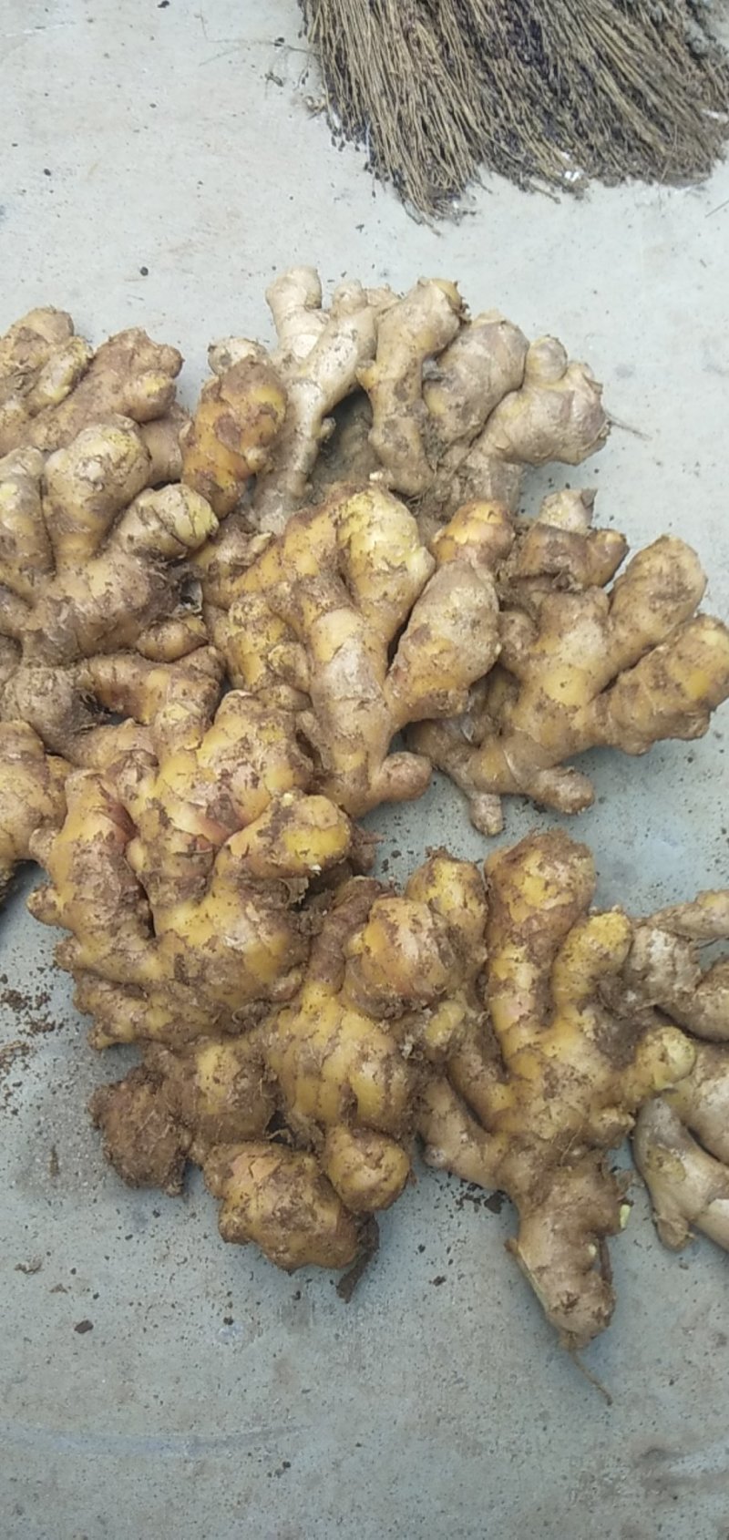 精品生姜小黄姜，保质保量货源充足量大从优