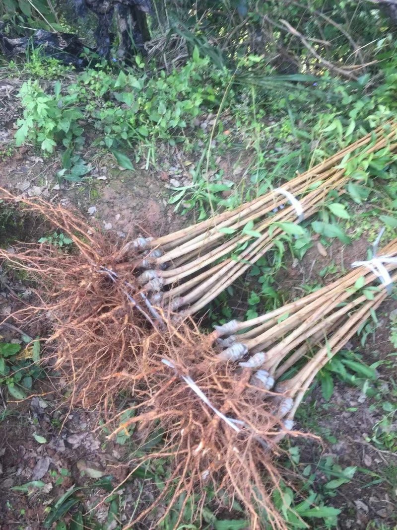 晚熟青脆李子苗，脆甜离核，免费技术，包品种包邮