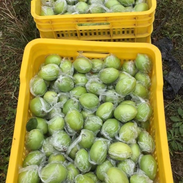 平南蜜丝枣50g以上.