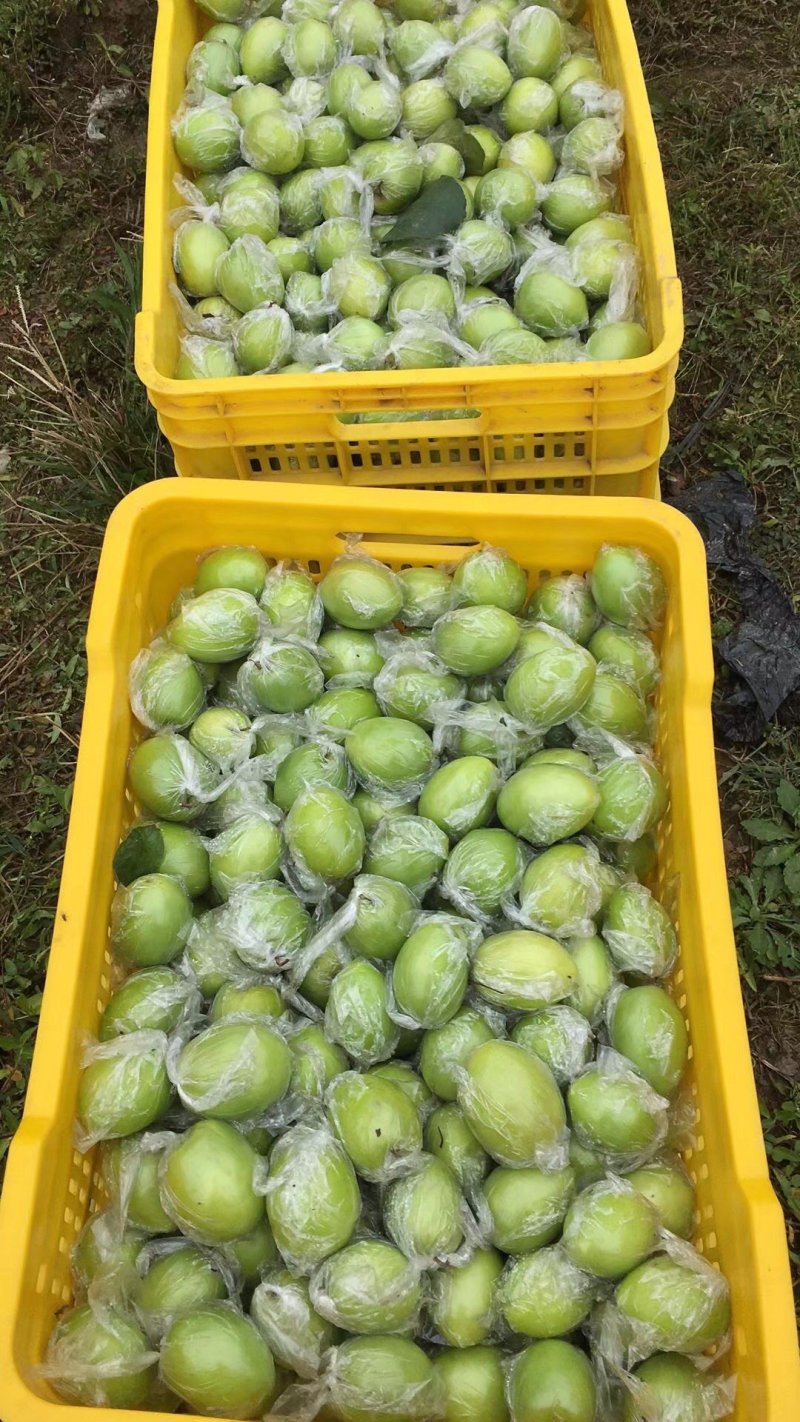 平南蜜丝枣50g以上.