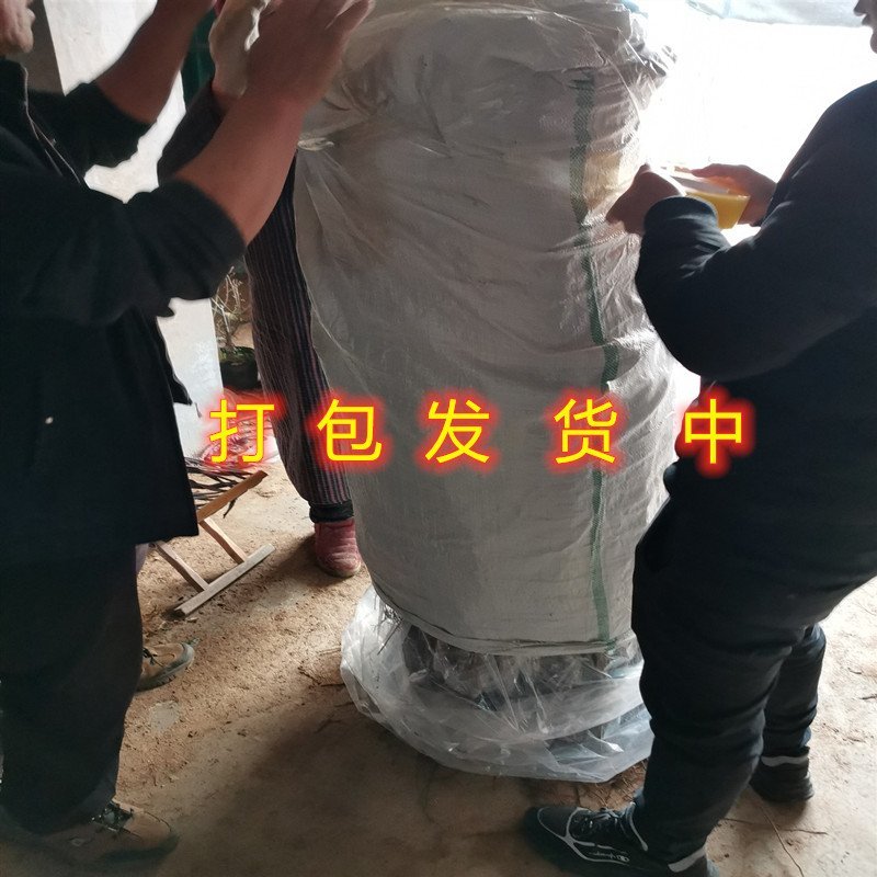 无籽十大桑树苗桑椹苗南北方种植桑树苗包品种包结果