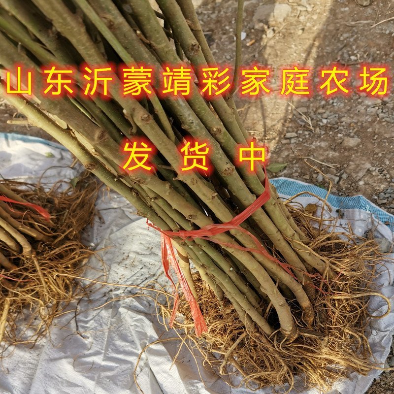 无籽十大桑树苗桑椹苗南北方种植桑树苗包品种包结果