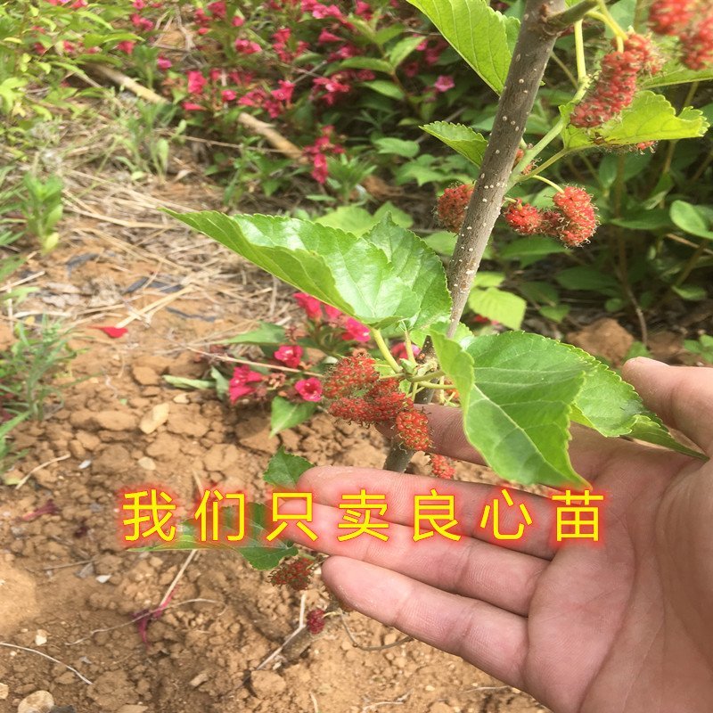 无籽十大桑树苗桑椹苗南北方种植桑树苗包品种包结果