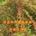 无籽十大桑树苗桑椹苗南北方种植桑树苗包品种包结果