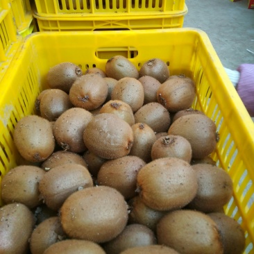周至基地冷库，货源充足量大从优海沃德