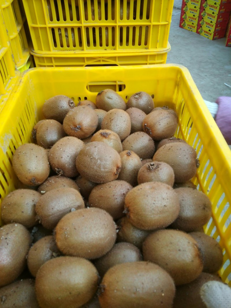 周至基地冷库，货源充足量大从优海沃德