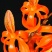 独角石斛Den.arachnidsReichb.