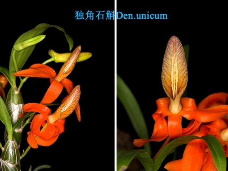 独角石斛Den.arachnidsReichb.