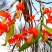 独角石斛Den.arachnidsReichb.