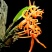 独角石斛Den.arachnidsReichb.