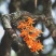 独角石斛Den.arachnidsReichb.
