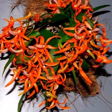独角石斛Den.arachnidsReichb.