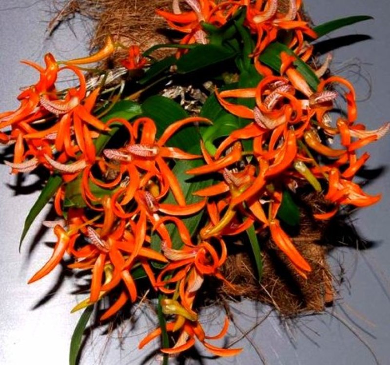 独角石斛Den.arachnidsReichb.