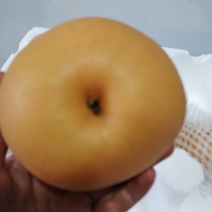 莱西秋月梨脆甜多汁