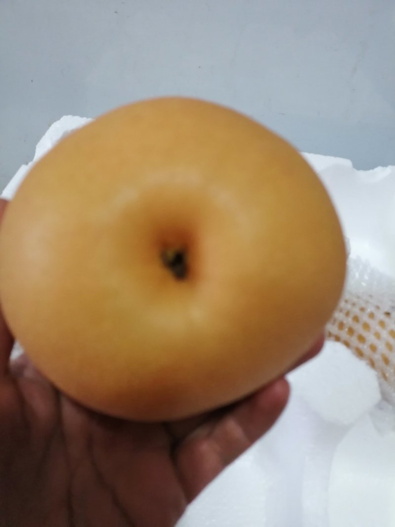 莱西秋月梨脆甜多汁