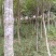 【沉香树苗】土沉香，白木沉香苗，小杯苗，大杯苗